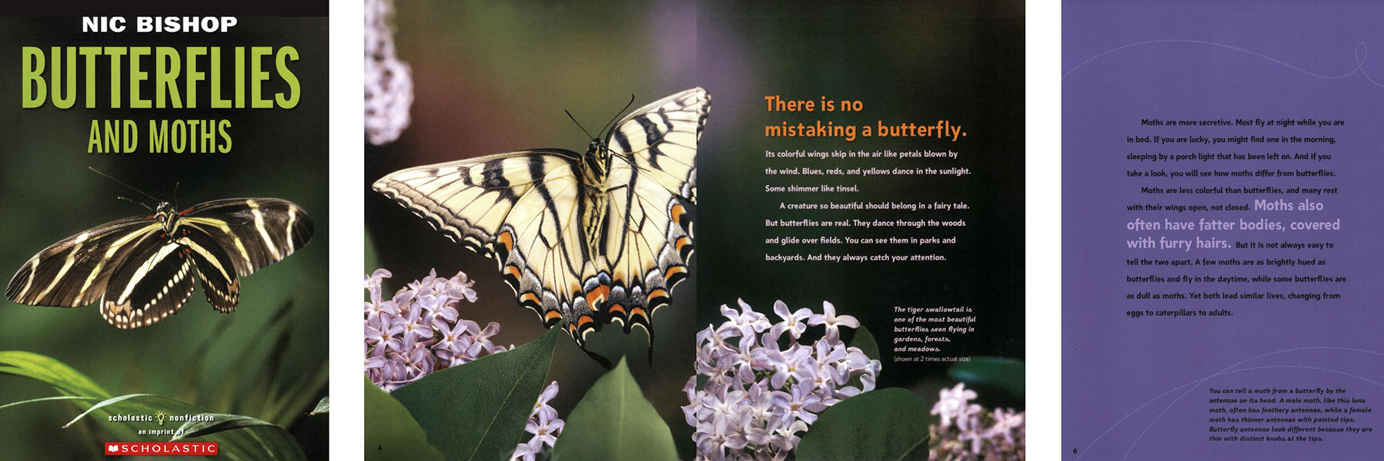 Images of butterflies and moths from children's book