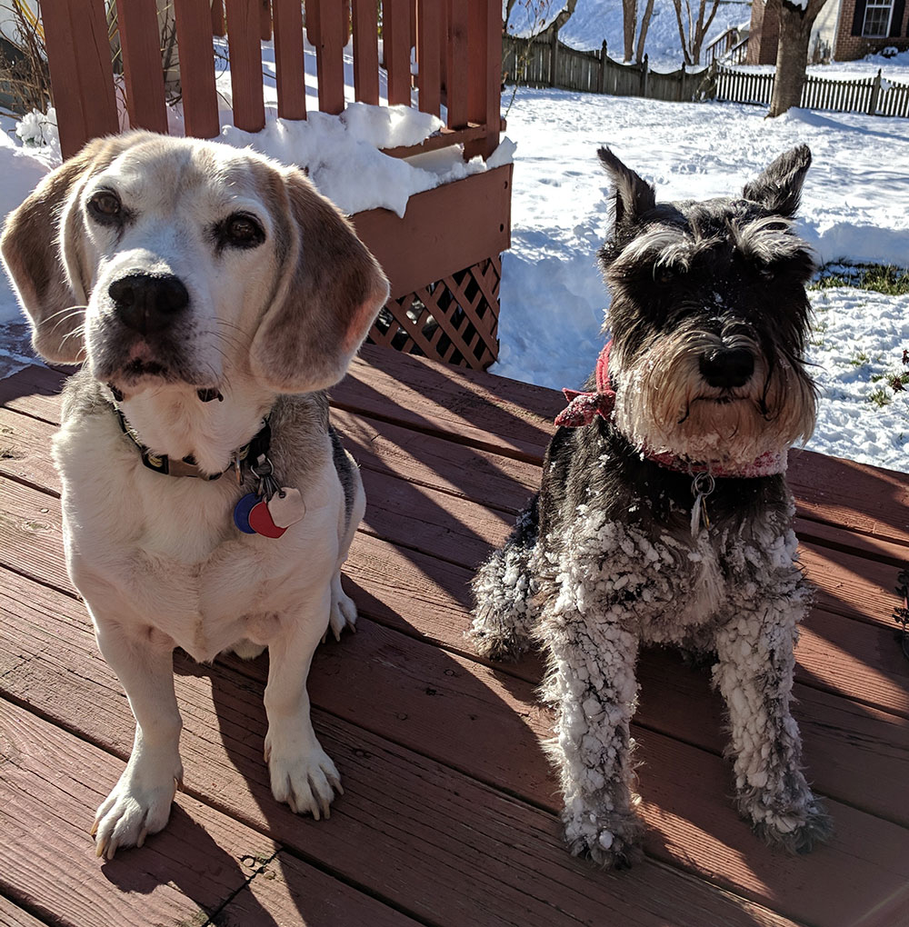Two dogs who are best friends together on the back porch