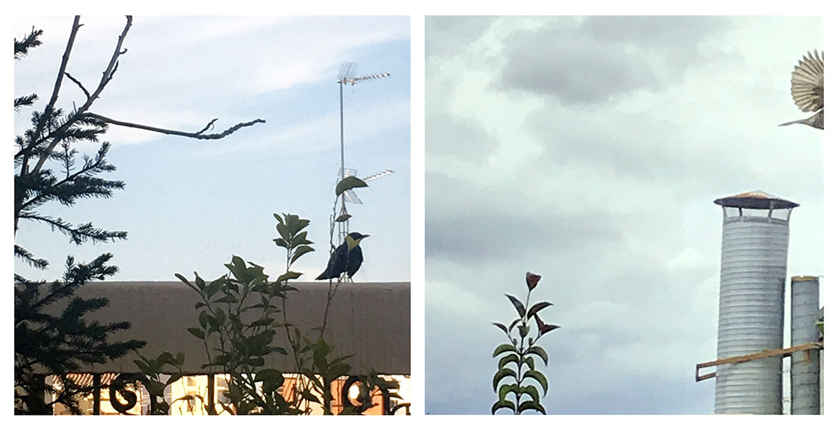 two photos of birds visiting an outdoor terrace