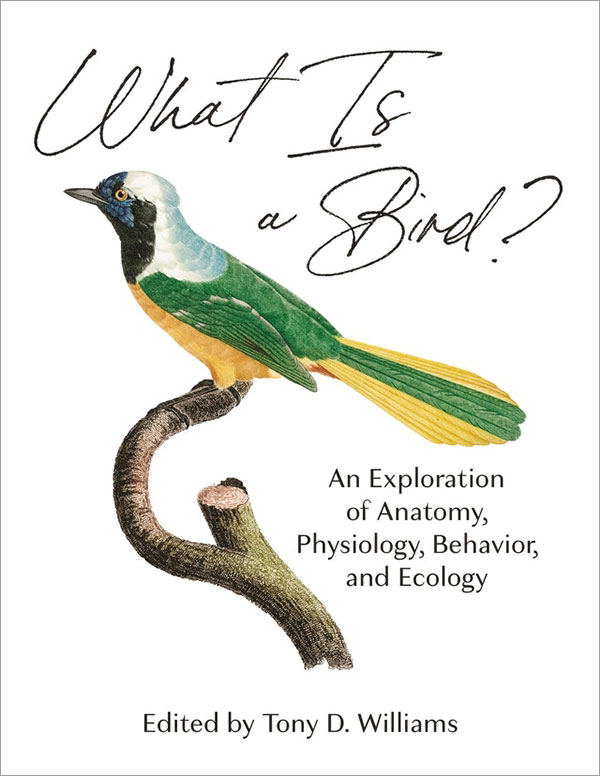 Illustration of green, yellow, white and black bird perched on a branch for the cover of What Is a Bird?