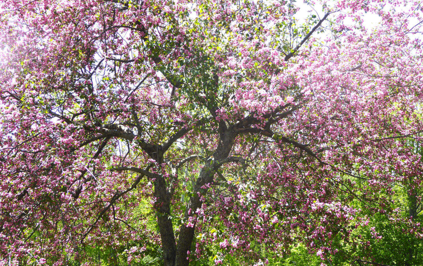 Blossoming crabapple trees