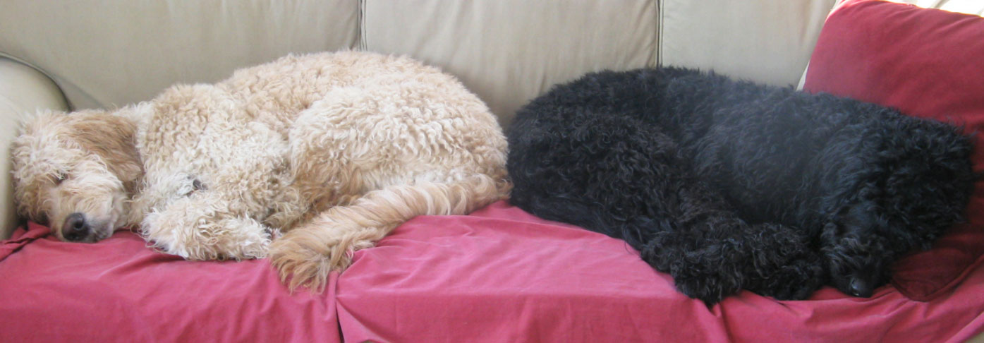 two dogs sleeping on a couch