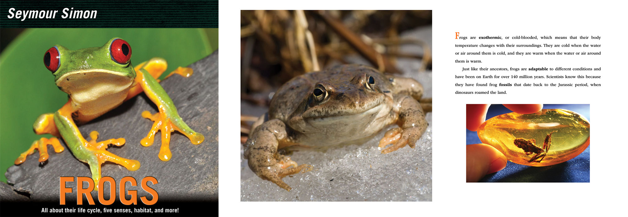 Photographs of frogs in children's science book