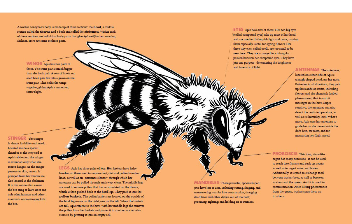 captioned illustration of a honeybee