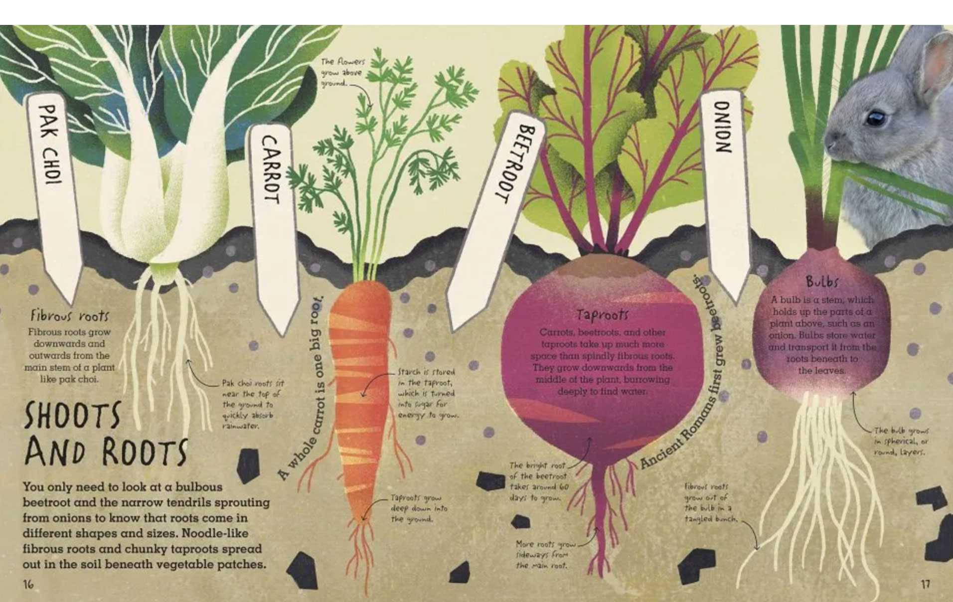 cross-section of planted vegetables