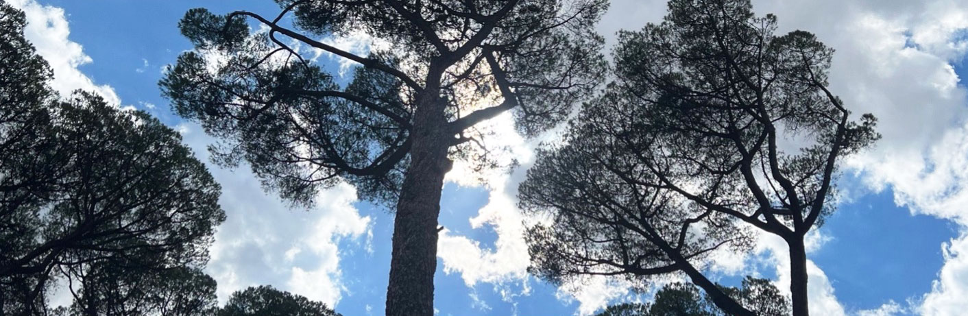 Stone pine tree in Rome
