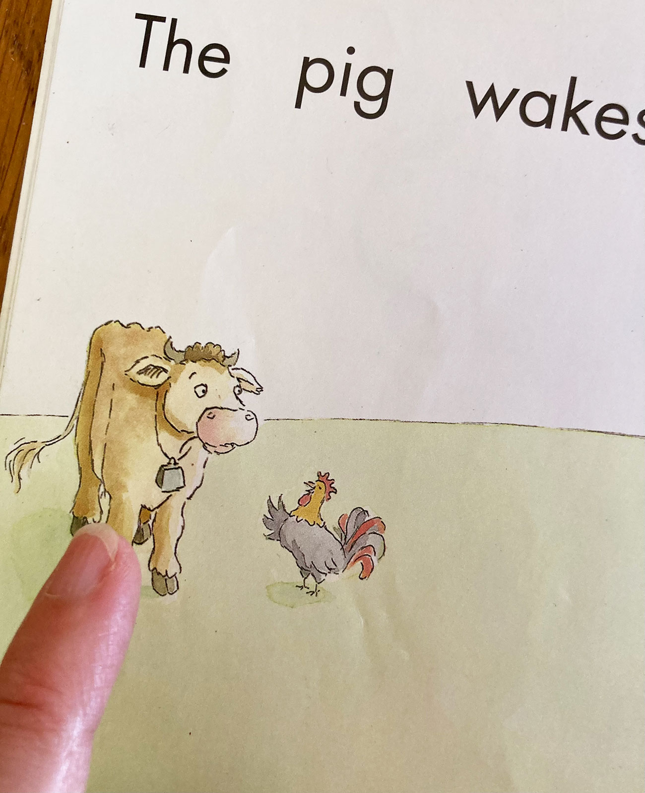 Close-up of a cow in a predictable text book