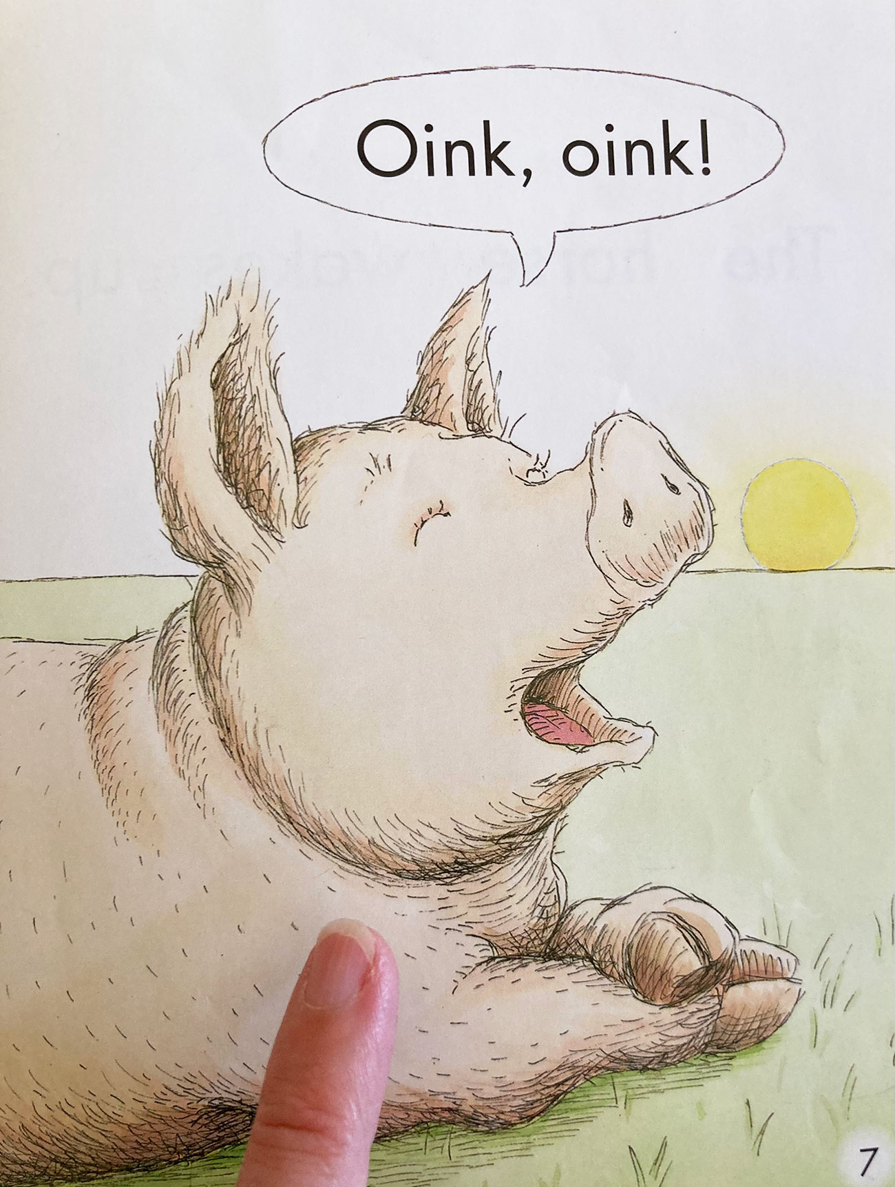 Close-up of a pig in a predictable text book