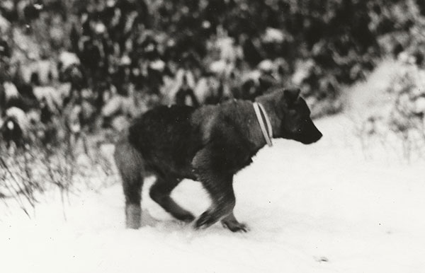Rachael Walker's childhood dog, Lou, walking in the snow in West Virginia