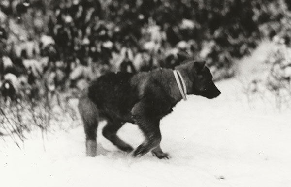 Black dog walking in the snow in West Virginia Rachael Walker's childhood dog, Lou, walking in the snow in West Virginia