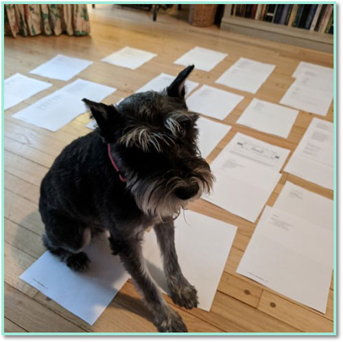 Dog sitting on the strewn pages of a book manuscript Children's author Laura Shovan's dog Sam sitting on her book manuscript
