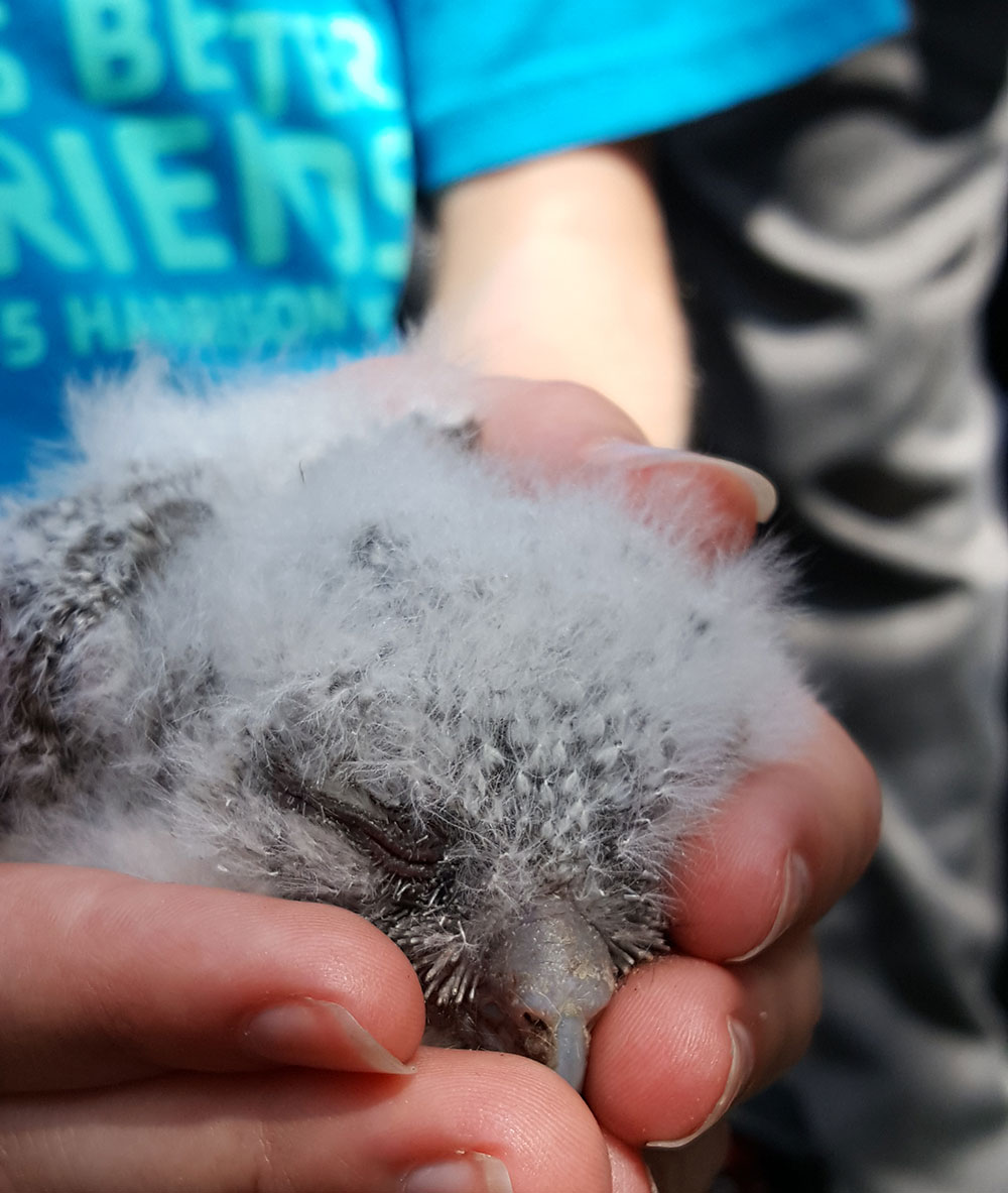 Close-up of person holding baby raptor