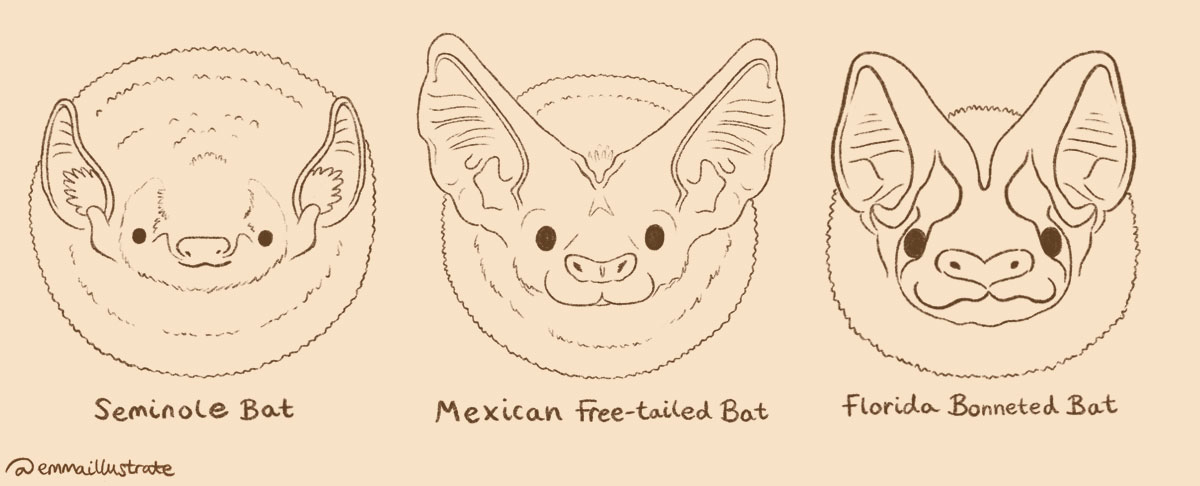 Illustration of three different bat faces
