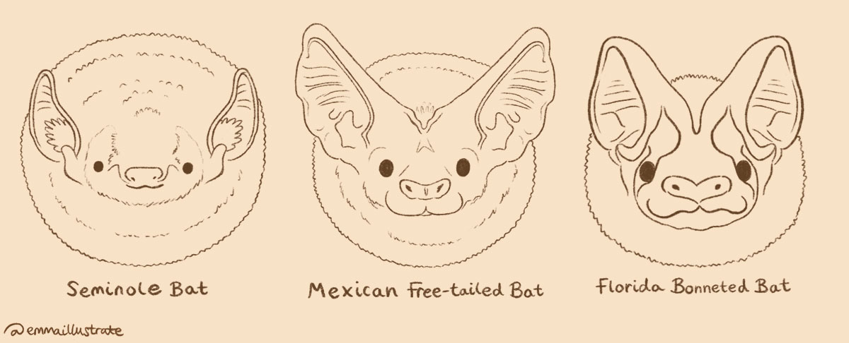 Illustration of three different bat faces Illustration of three different bat faces