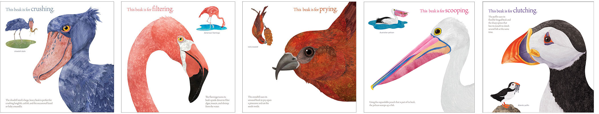 Illustrations of five bird beaks from The Beak Book Illustrations of five bird beaks from The Beak Book