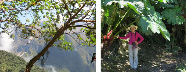 In the Ecuadoran cloud forest