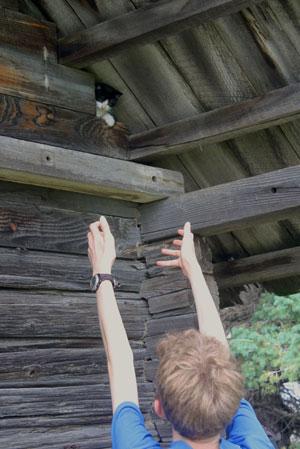 Kittens in the Cabin