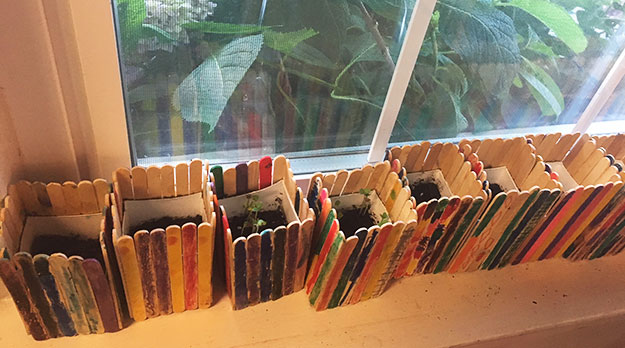 growing plants from seeds