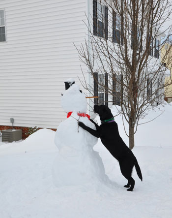 Snow Dog