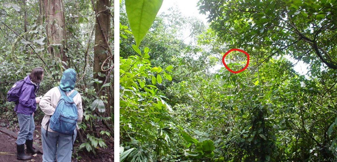 Author Melissa Stewart exploring rainforest in Costa Rica