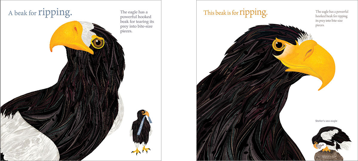 Two illustrations of the heads of Bald Eagles from The Beak Book