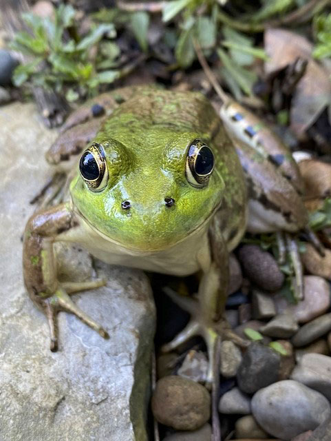 Green frog Green frog