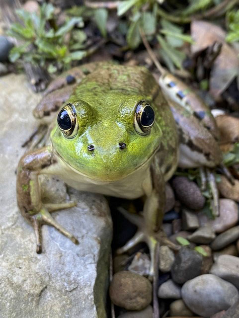 Green frog