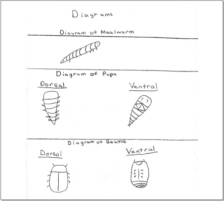 Behavior of mealworms