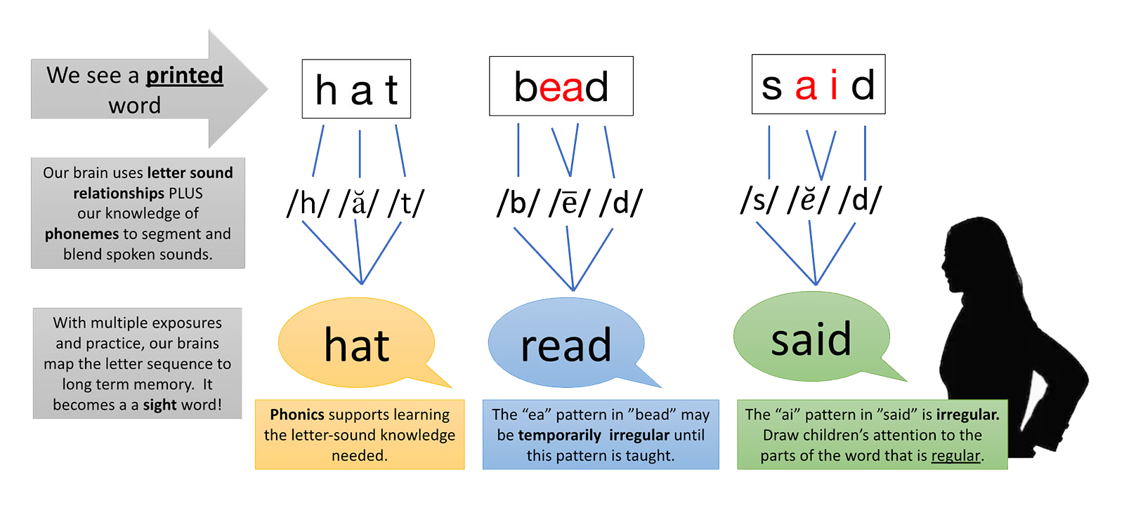 Diagram of reading sight words hat, read and said