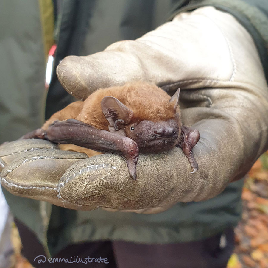 Gloved hand holding a Noctule Bat