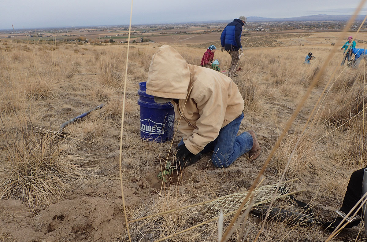 Wildlife biologists planting sagebrush in Idaho field