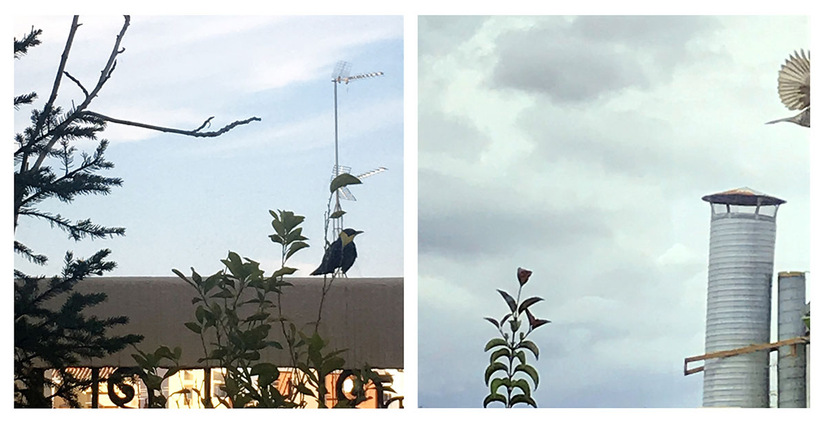 two photos of birds visiting an outdoor terrace two photos of birds visiting an outdoor terrace