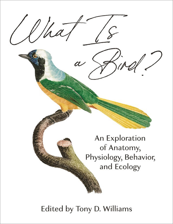 Illustrated cover of What Is a Bird? Illustration of green, yellow, white and black bird perched on a branch for the cover of What Is a Bird?