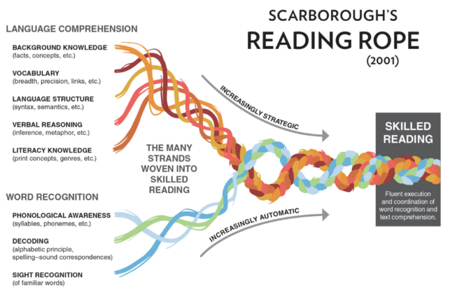Scarborough's Reading Rope diagram showing the subskills of language comprehension and word recognition combining for skilled reading