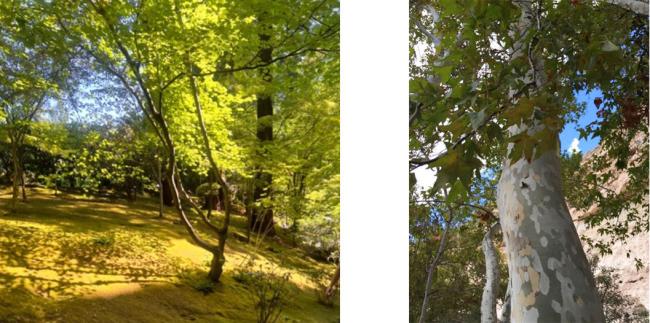 gingko tree and plane tree