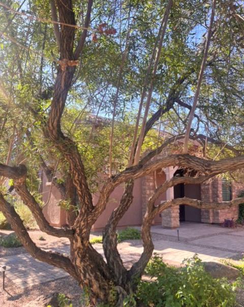 chaste tree in Arizona