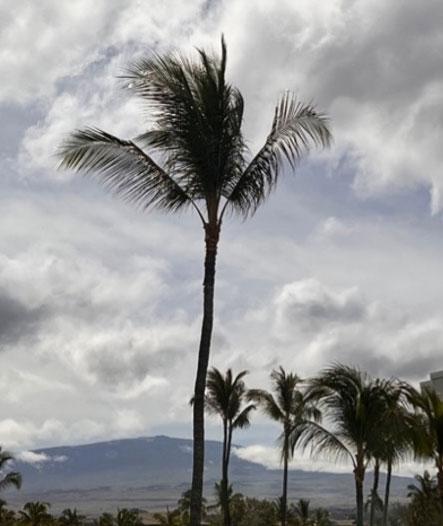 silhouette of coconut palm trees in Hawaii